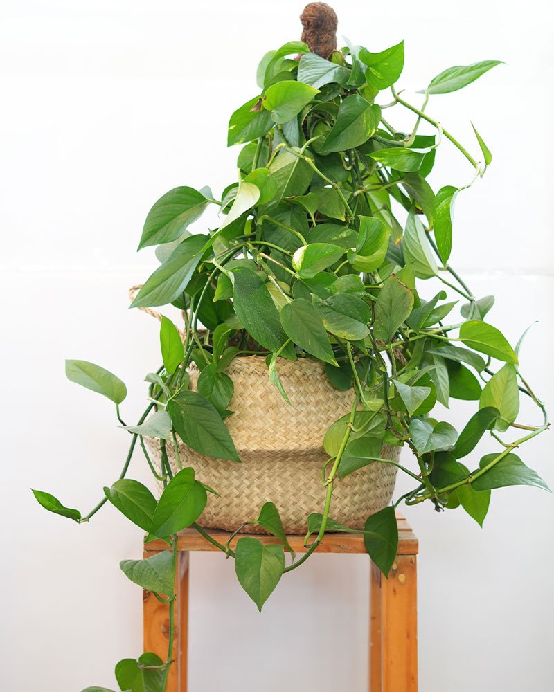 Large Pothos