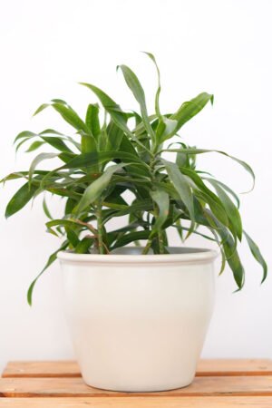 Dracaena 1