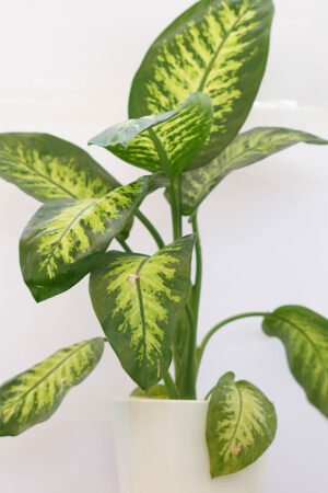 Dieffenbachia
