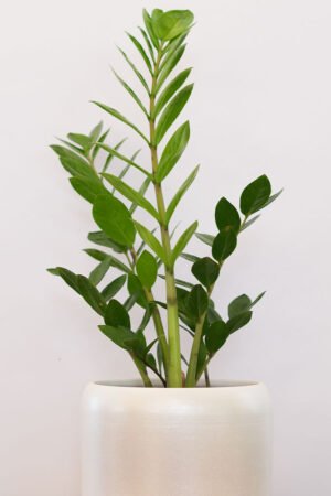 Zamioculcas (ZZ Plant)