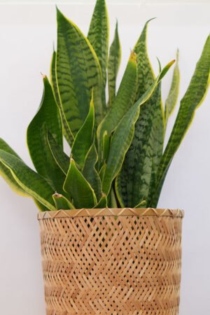 Striped Sansevieria (without yellow)