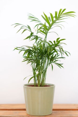 Canna (or Eucalyptus, depending on intended meaning of "الكينا")