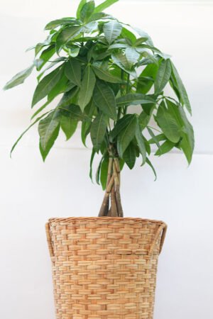 Pachira (Money Tree)