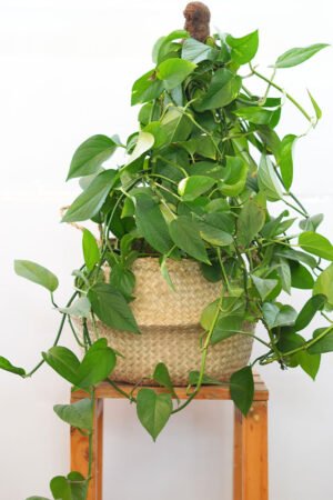 Large Pothos