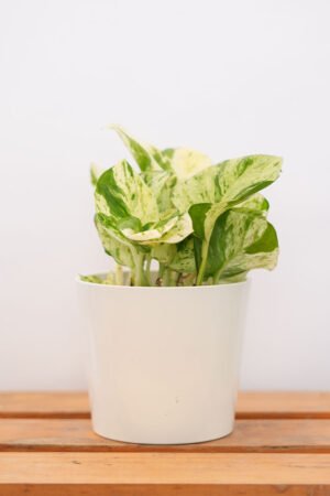 Variegated Pothos