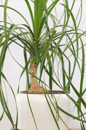 Elephant Foot Plant (Beaucarnea)