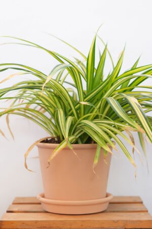 Outdoor Spider Plant