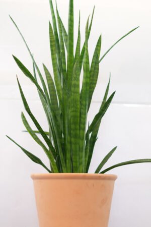 Sansevieria