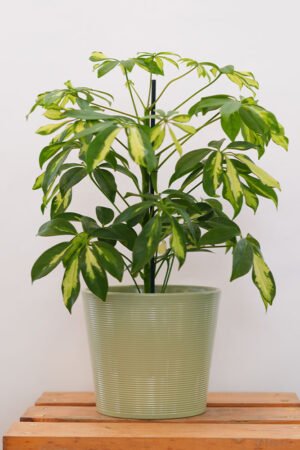Variegated Schefflera
