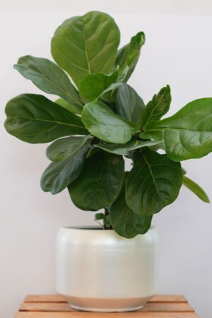 Ficus Lyrata (Fiddle Leaf Fig)