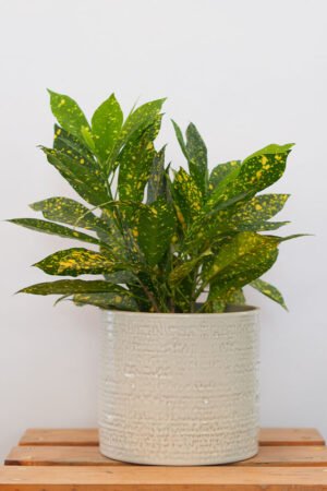 Spotted Croton