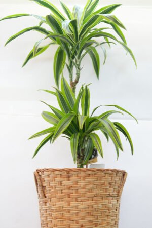 Lemon Dracaena