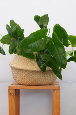 Heartleaf Philodendron